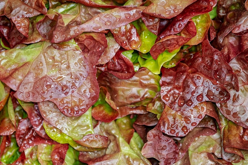 Vibrant Salads